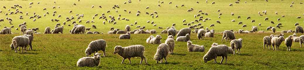 Moutons mérinos