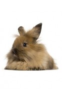 ANGORA